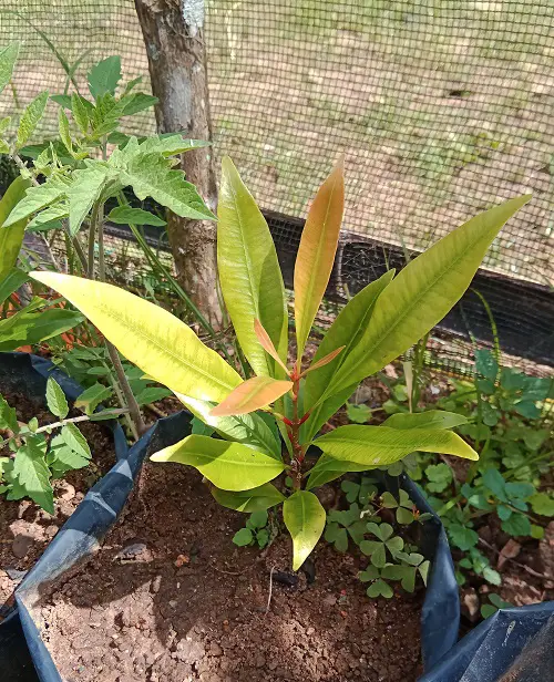 top best Anti-Ant Plants for Homes and Gardens 