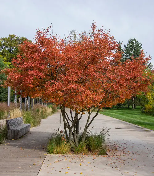 best Trees That Beginning With A