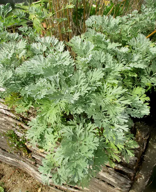 Anti-Ant Plants 