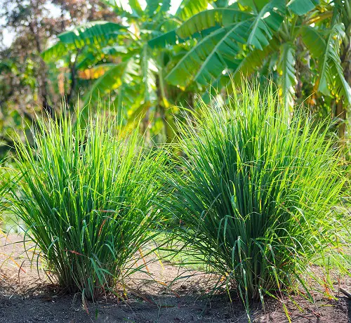  Anti Ant Plants to Grow in Garden and Homes