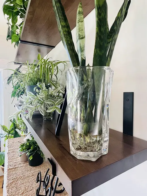 Snake Plant in glass 67