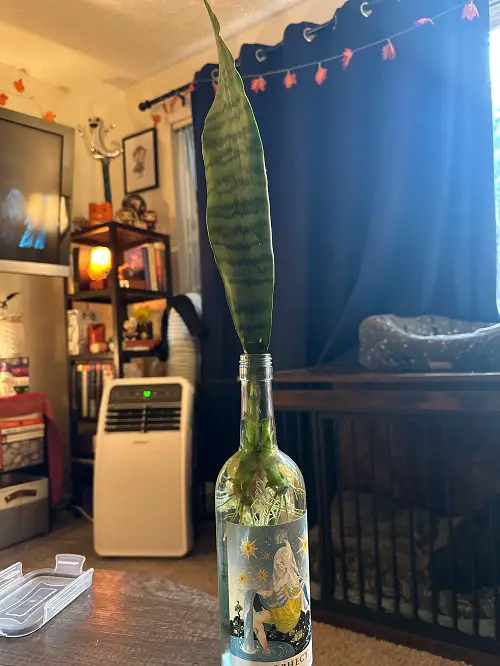 Snake Plant in Wine Glasses