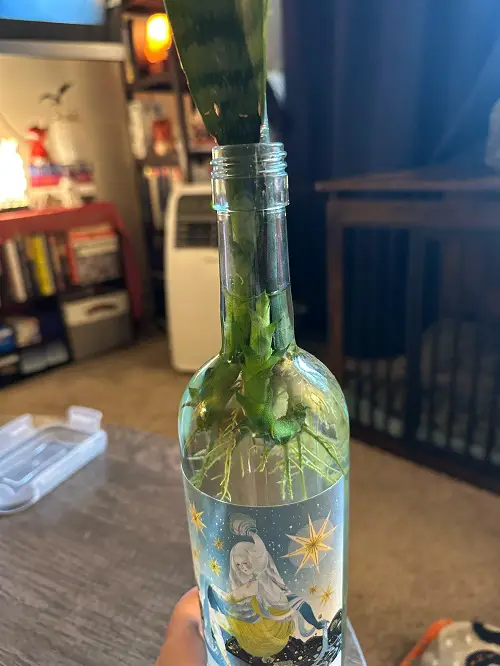 Snake Plant in Wine Glasses
