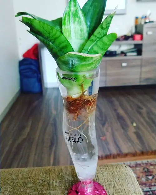 Snake Plant in Wine Glasses 89