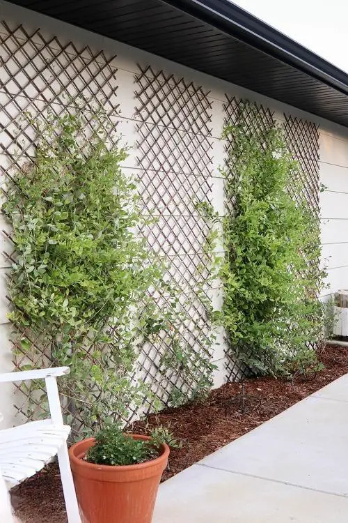 Trending diy trellis ideas 1