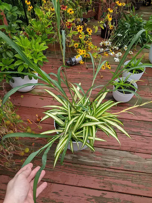 spider plant best summer houseplant