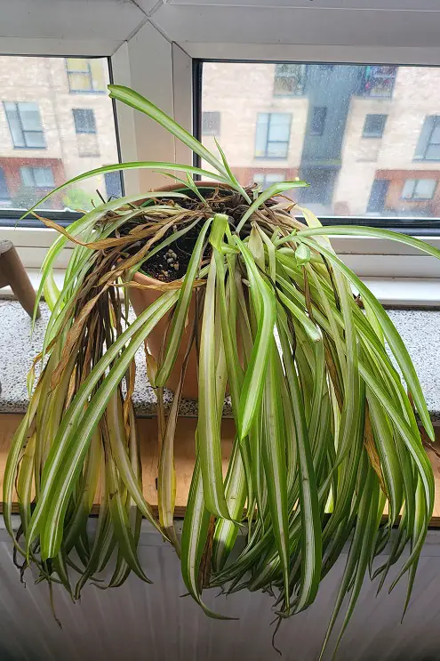 Spider Plant Leaves Breaking and Splitting