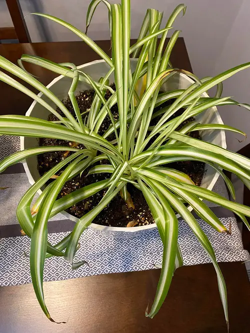 Spider Plant Leaves splitting 