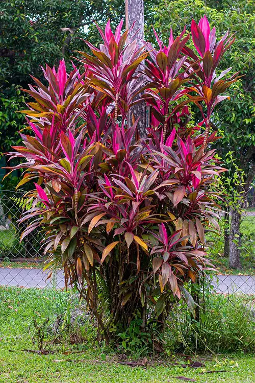Plants that Grow Red Foliage and Flowers in garden