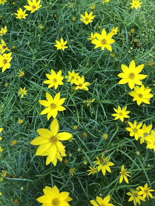 continuously blooming flowers 1