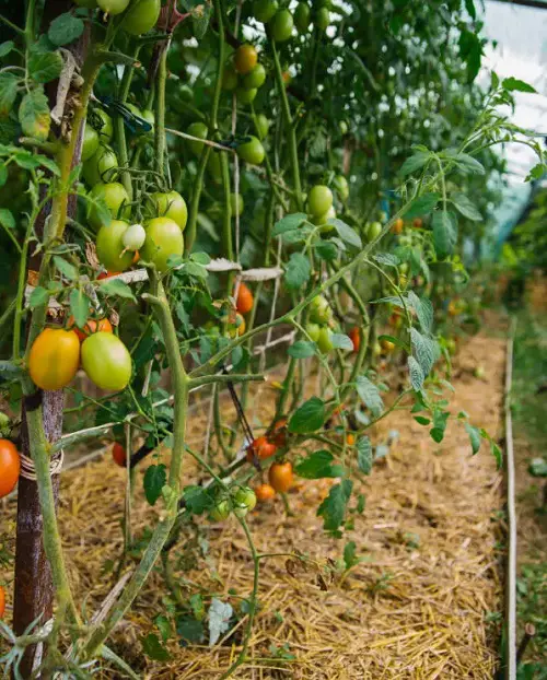 Growing Tomatoes in garden 