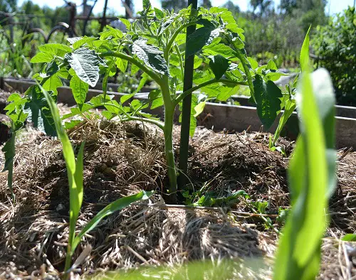 Tomato Seedlings
