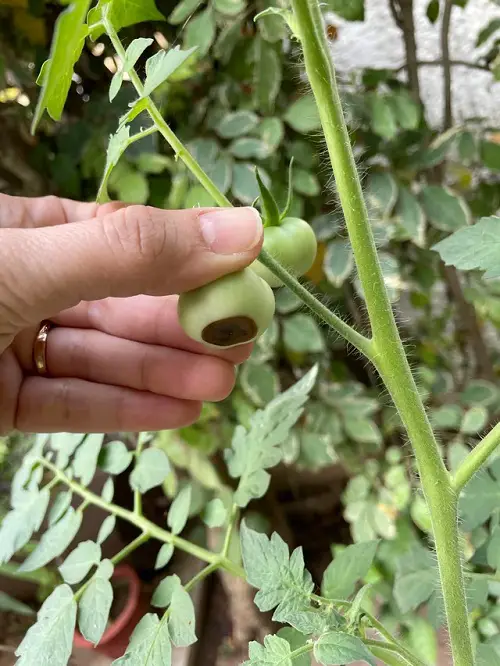 Calcium Spray for Tomatoes and Vegetable Plants 2