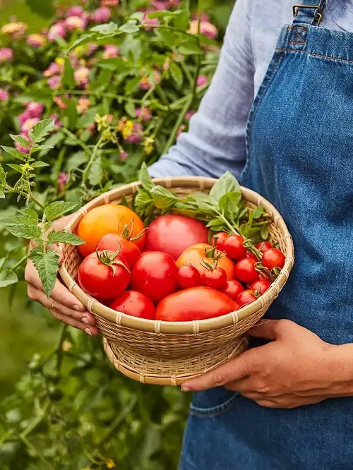 Tomatoes and Vegetable Plants