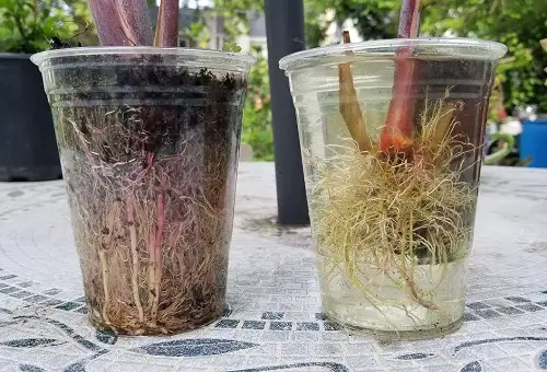 Transfer Any Cutting From Water To Soil