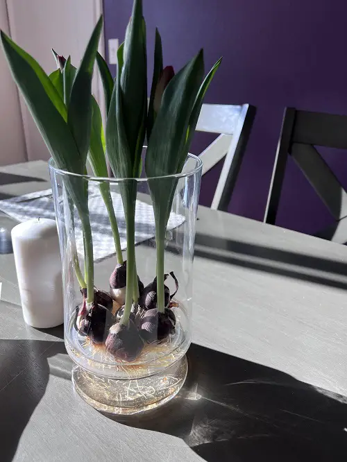 tulip bulbs in container 1