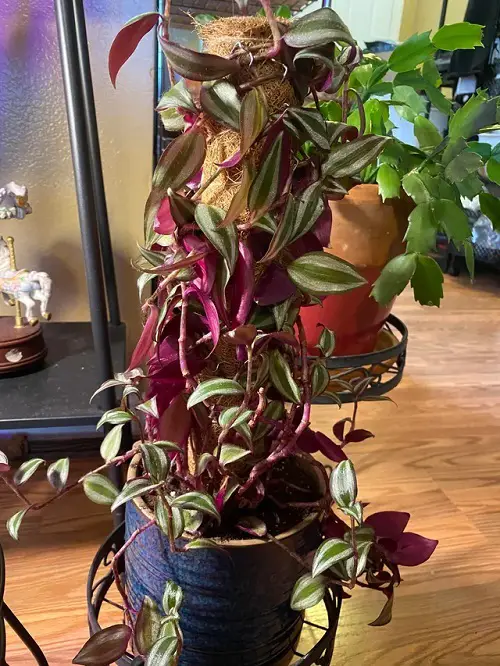 Wandering Dude Plant indoor