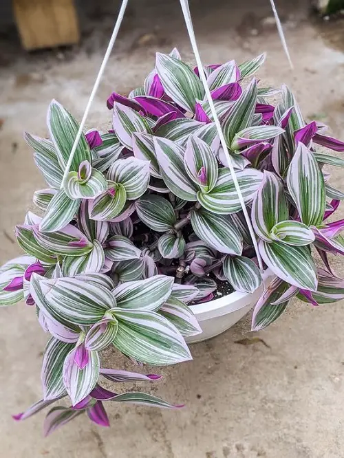 Do You Have a Tradescantia 3