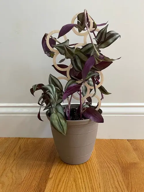 Wandering Dude Plant trellis
