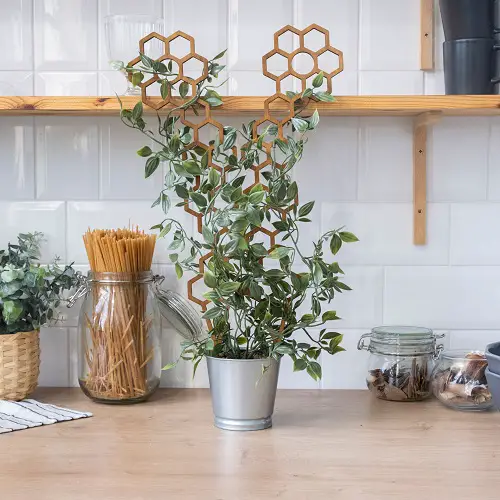 Wandering Dude Plant in hexagonal trellis 