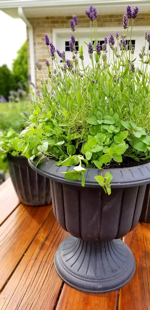 Mosquito Repelling Container