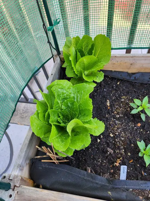 best way to harvest lettuce 89