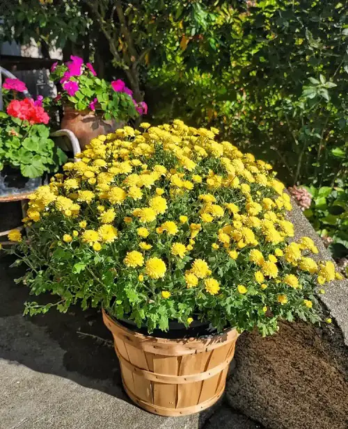 Plants that Fight Ants for Gardens and Homes 
