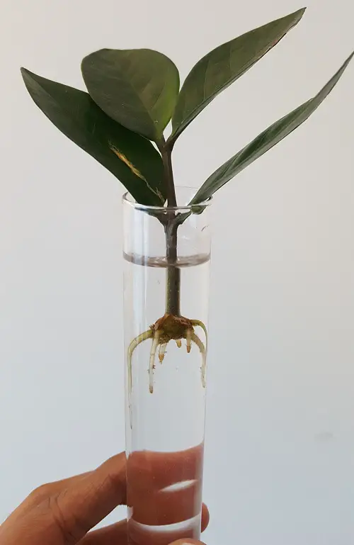 Transfer Any Cutting From Water To Soil indoor