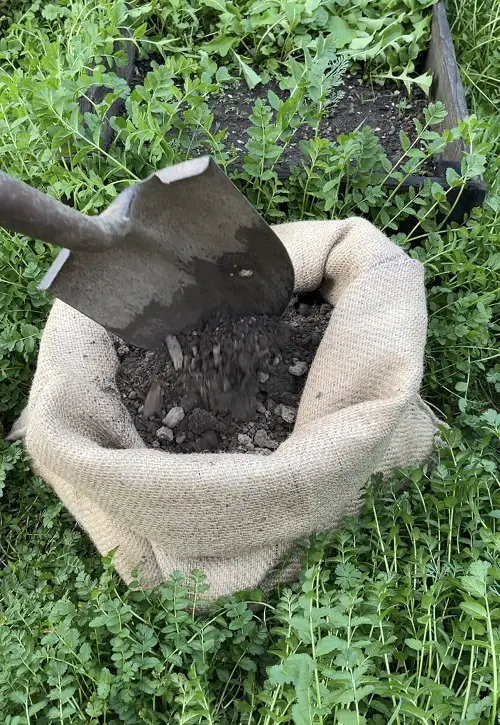 fill the sacks for growing sweet potatoes 