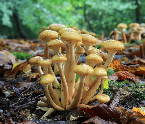 Glow in the Dark Mushrooms 65