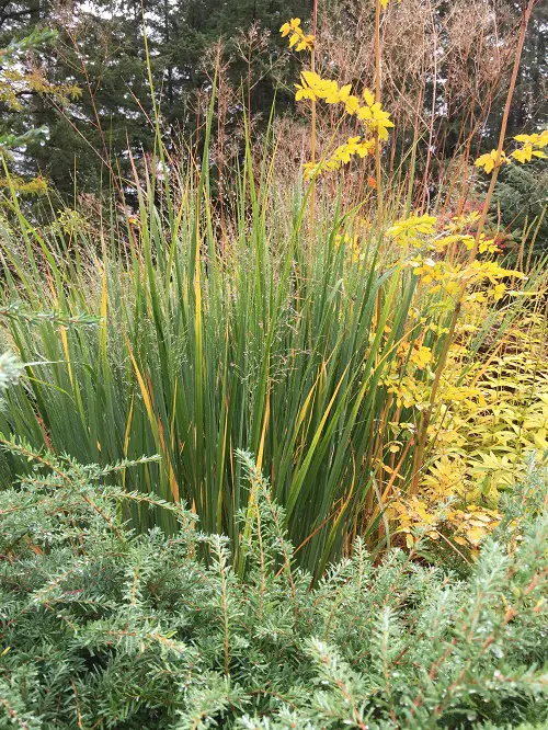 fireflies attracted plants