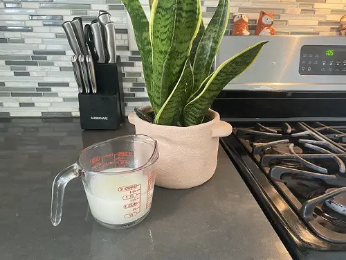 Does Oat Water Work for Plants