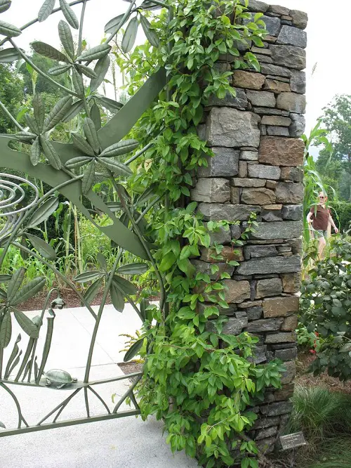 Clinging Vines That Climb on Anything 98