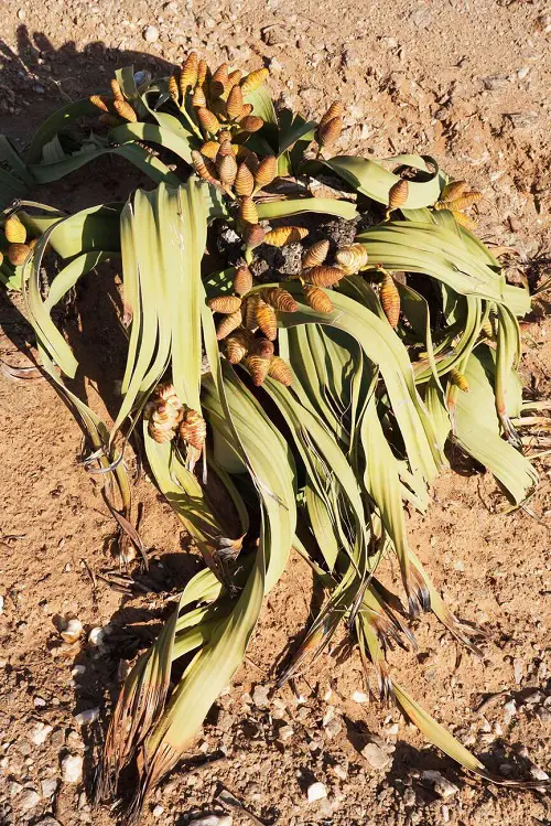 Horrifying Flowers That Give Us the Willies 45