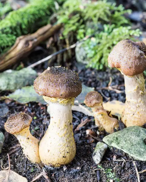 Glow in the Dark Mushrooms 76