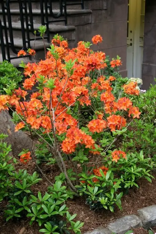 Plants That Grow From Softwood Cuttings 