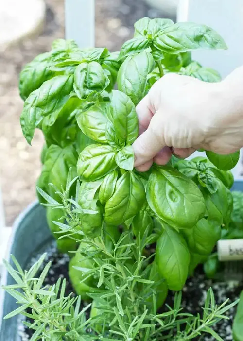 Basil herb that pinch