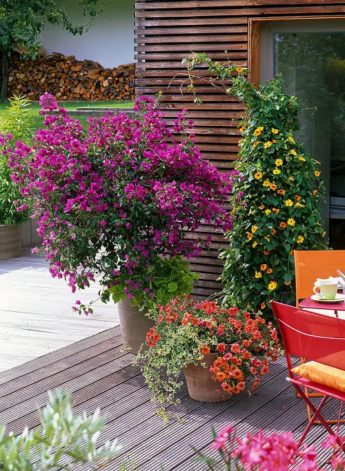 Bougenvillea Clinging Vines That Climb on Anything