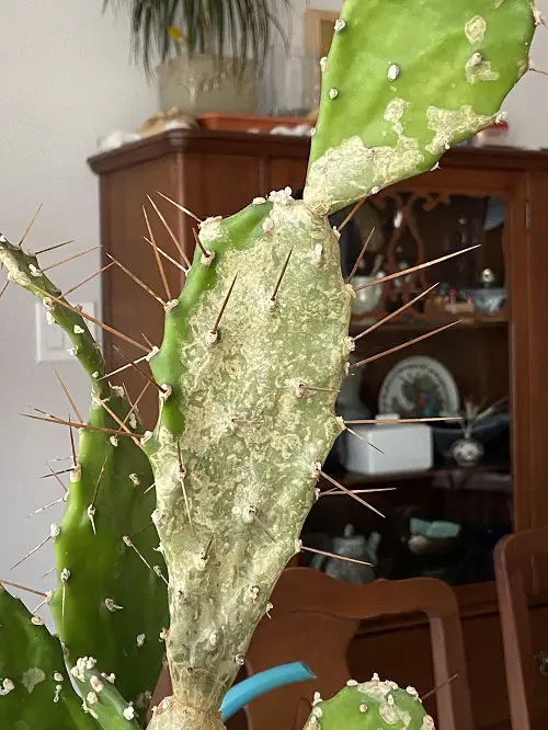 Cactus Turns Brown and Solutions