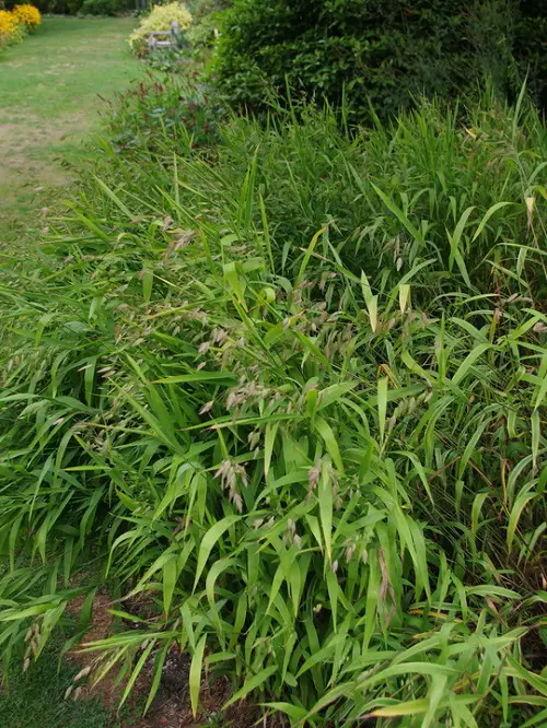 Chasmanthium latifolium that attract butterflies