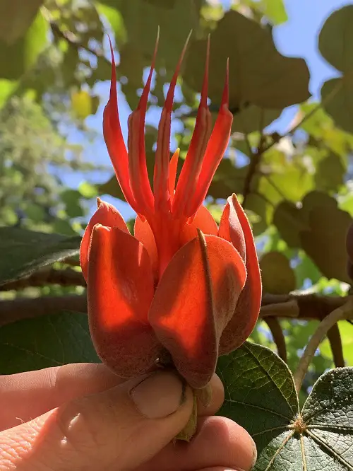 Scary Flowers That Are Cringeworthy 45