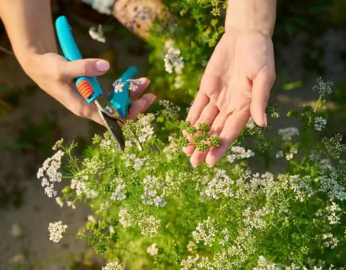 Cilantro Herbs Pinching 67