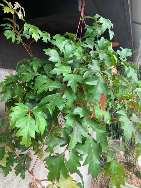Best Low-Light Outdoor grape evy Vines