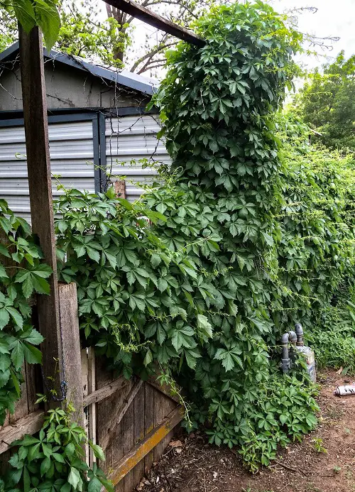 Low Light Outdoor Vines in yard