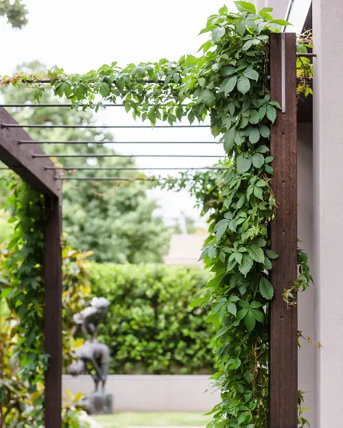 Clinging Vines That Climb on Anything in garden 98