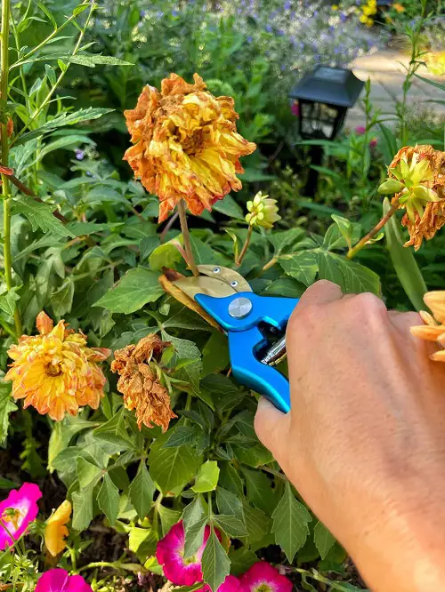 Rose Plant cuttings Flowers for More Bloom