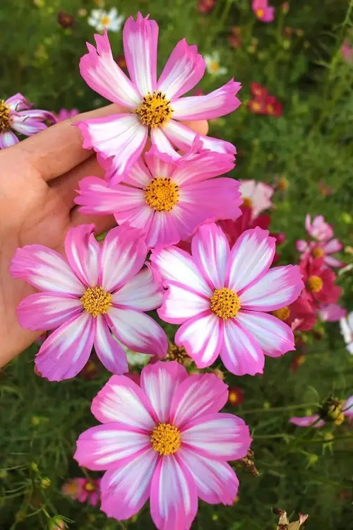 The Journey of Cosmos Flowers