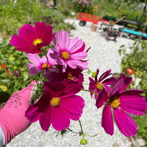 Cosmos Flower Meaning 