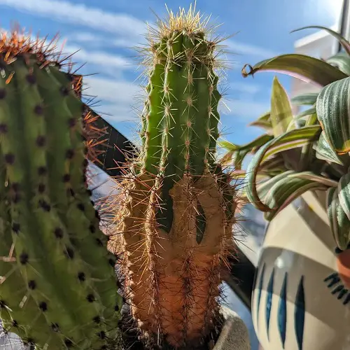 Cactus Corking due to too much sunlight