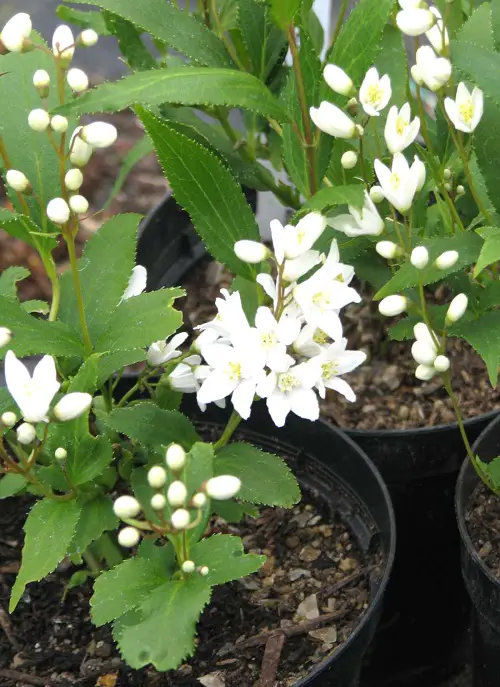 Deutzia Softwood Cuttings 87
